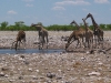 Etosha 2 088